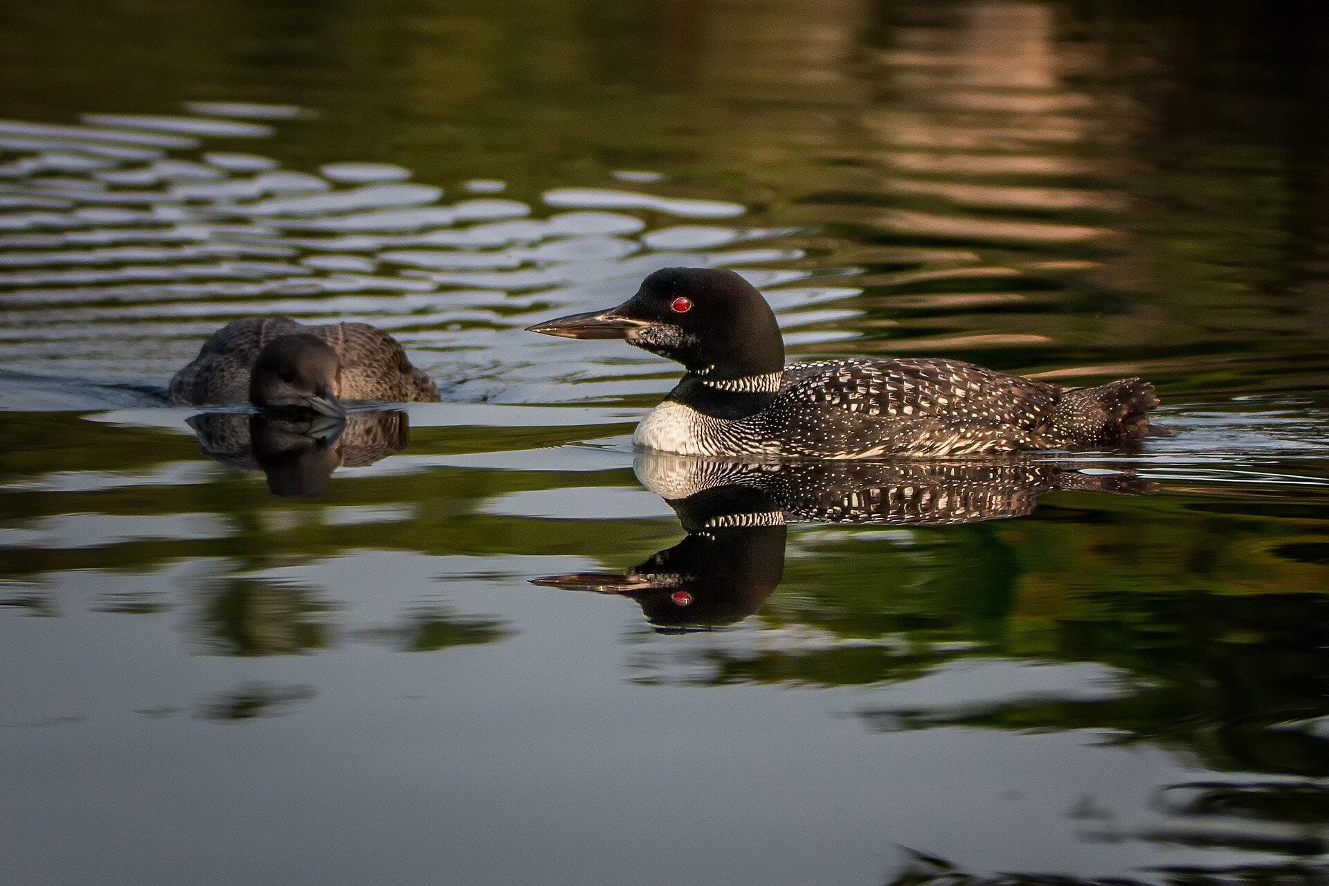 lake loons