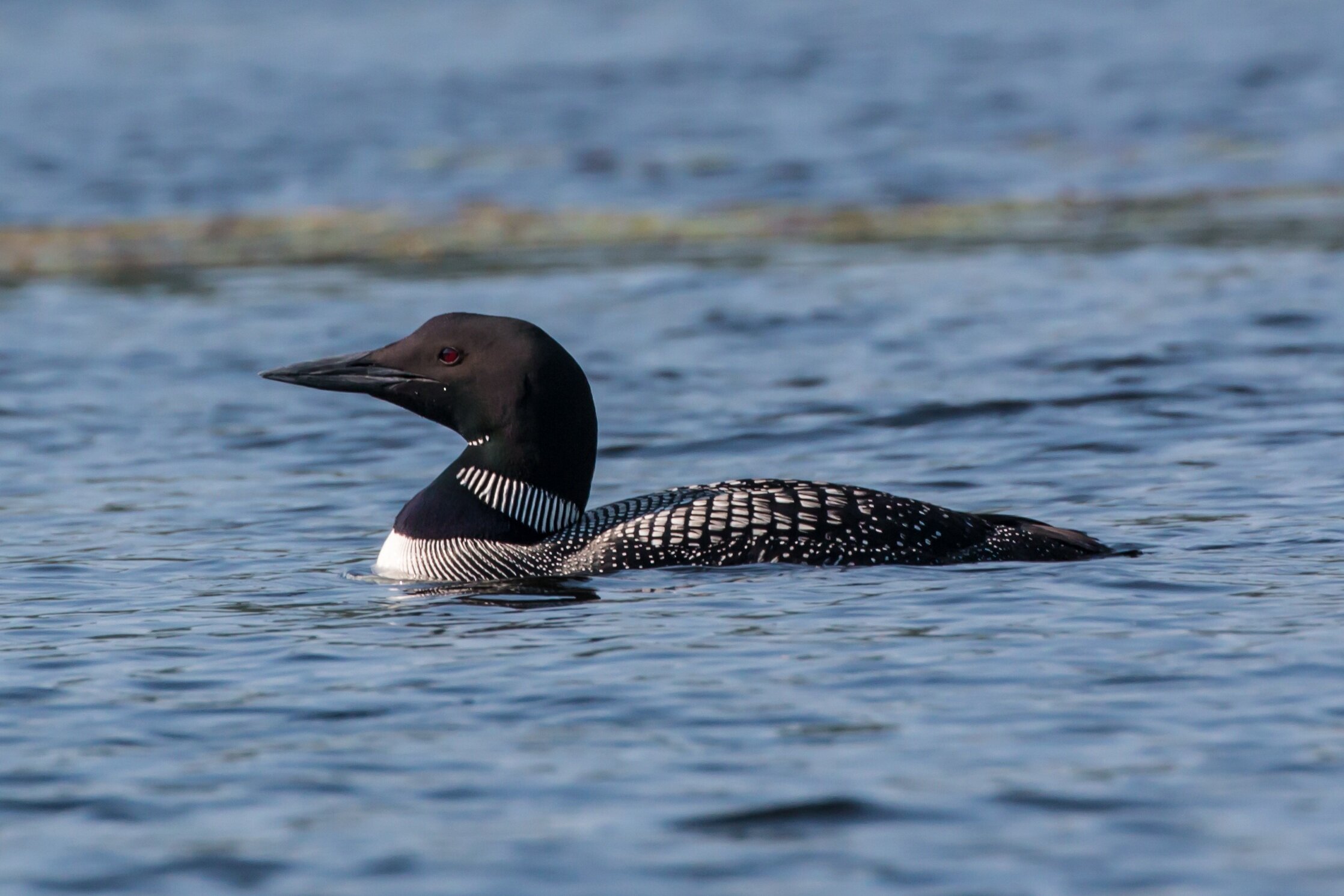 loon swimming